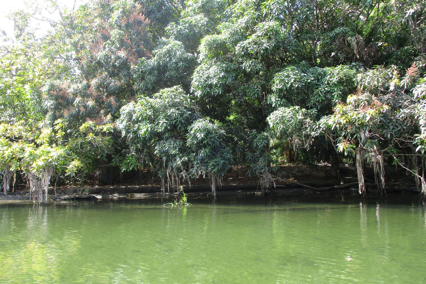 La vegetazione fitta sulla riva del fiume Buritaca