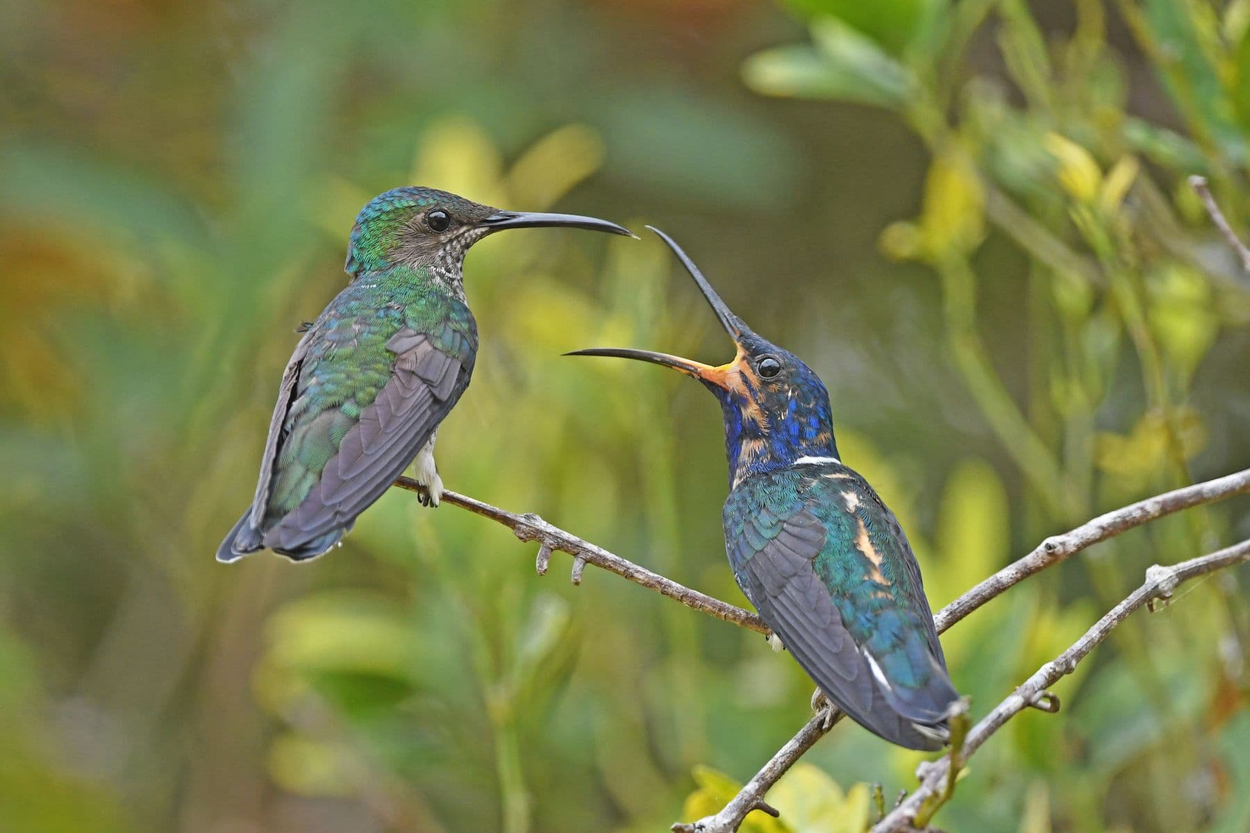 Due colibrì su un ramo, a Minca
