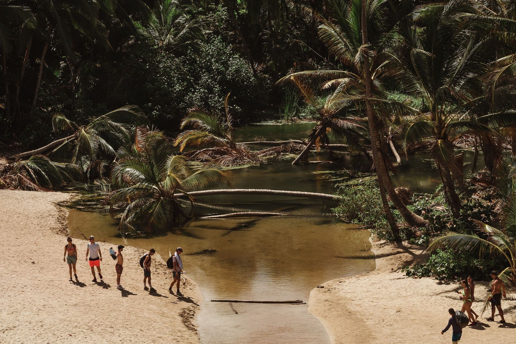 Escursionisti sulla spiaggia al margine della foresta di palme