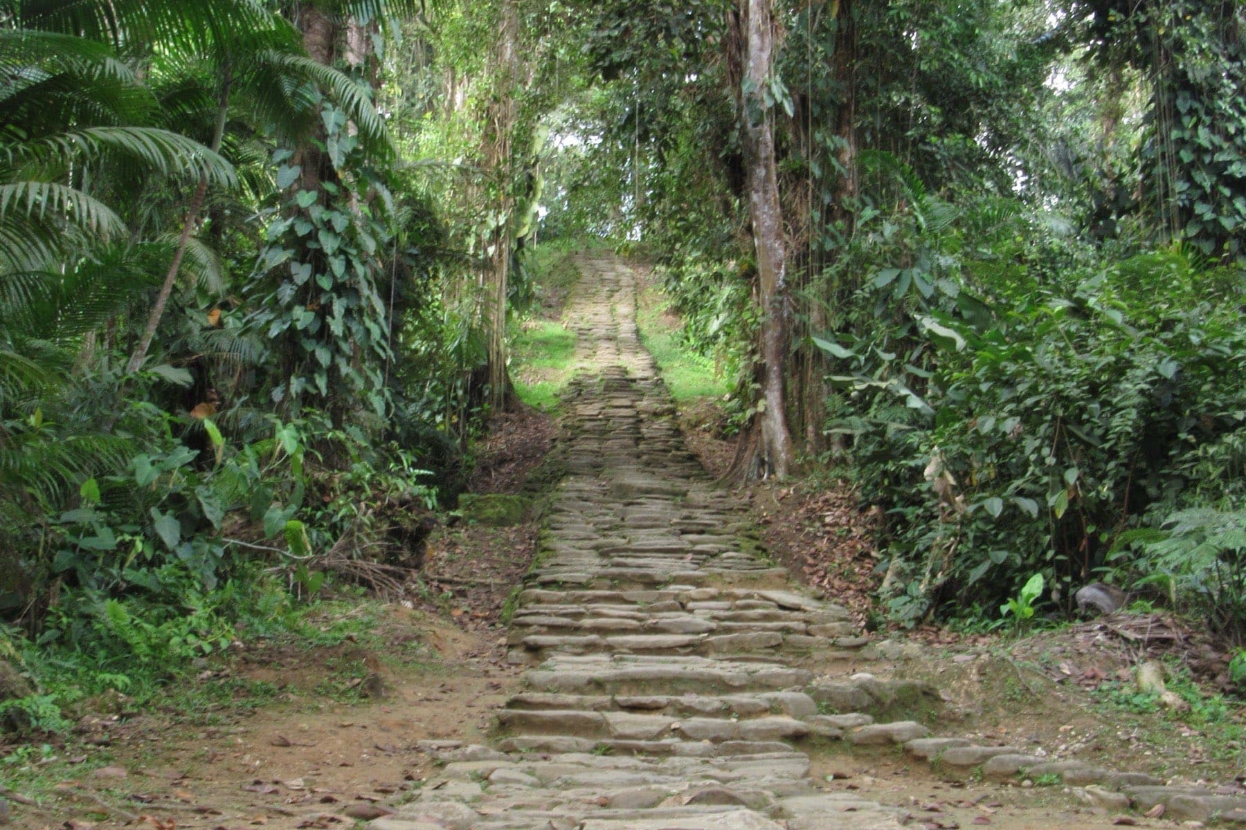 La scalinata di pietra nella foresta, sulla salita verso Ciudad Perdida