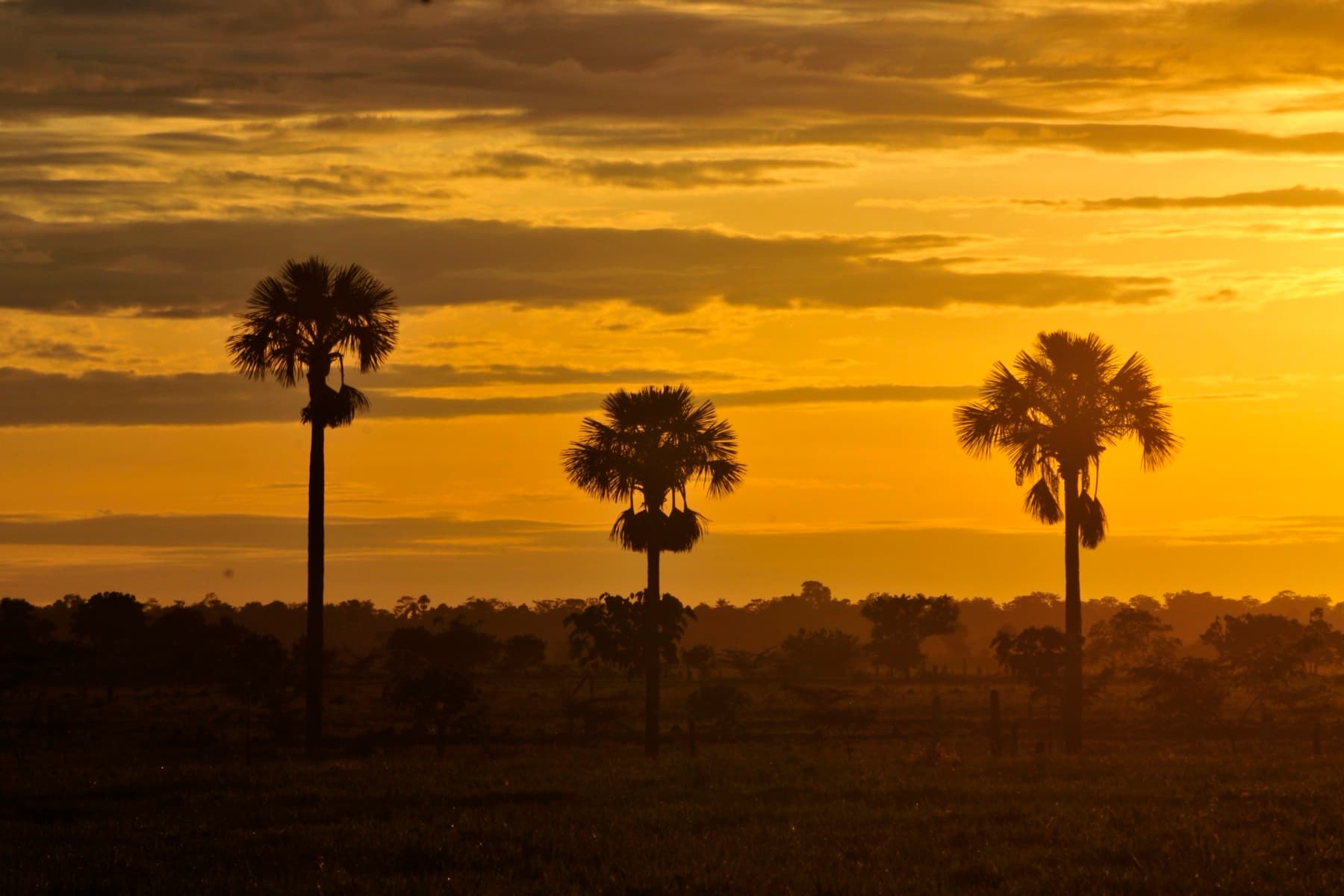 Le palme dei Llanos contro il cielo dell’alba